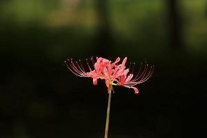 想多了心累句子