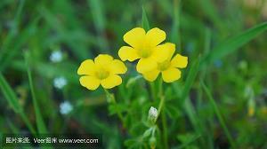 关于爱情的句子 爱情的句子唯美短句(精选27句)