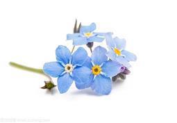 郭敬明的爱情句子