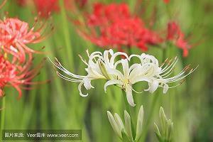 毛泽东经典语录大全