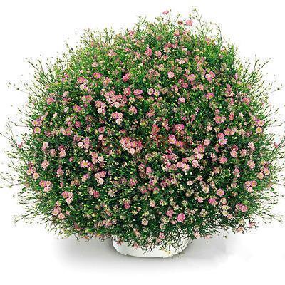 关于感恩老师的文言文句子