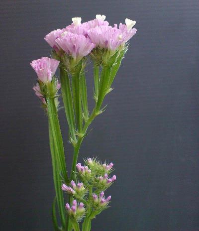 重阳节适合发朋友圈精美句子文案(精选113句)