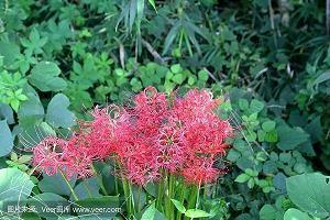 描写妈妈的唯美句子