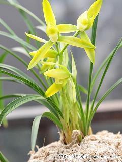 陪伴孩子成长温暖句子 宝贝女儿，爸爸妈妈爱你