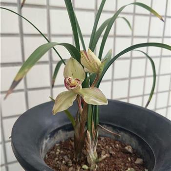 小学生感恩的句子