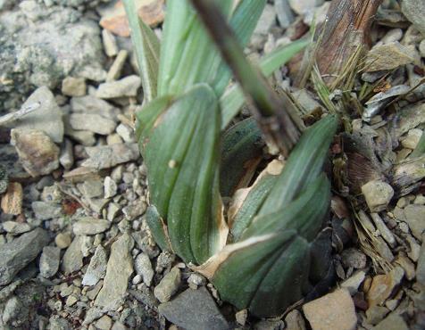 关于描写西湖优美的句子