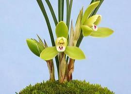 关于花开了的文案(精选26句)