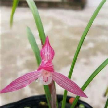 鼠年三十的祝福的句子 大年三十发的说说句子