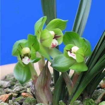 形容喜悦开心的句子