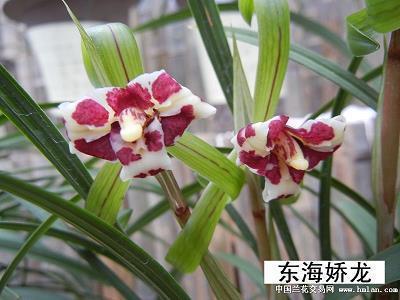 茶餐厅分店开业广告词：亨少茶餐厅不只