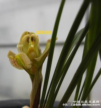 骂人的句子大全