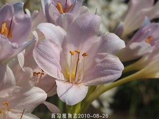 关于黑夜一个人的说说(62句)