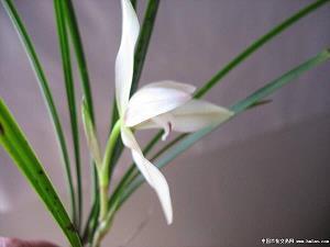 2021教师节贺卡文案(精选59句)