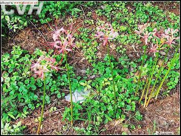 春节发朋友圈感恩的句子10句
