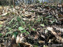 形容蝉的叫声优美句子 描写蝉鸣的优美句子