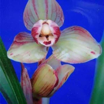 对一个喜欢的女人失望的句子