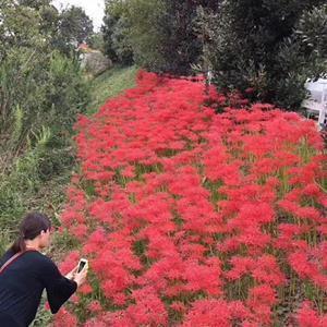 关于元宵节的句子比较长一点的