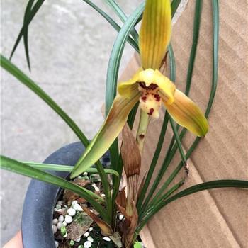 2022春节微信朋友圈的祝福文案(精选60句)