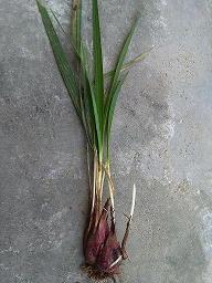 描写成功的励志句子(精选35句)