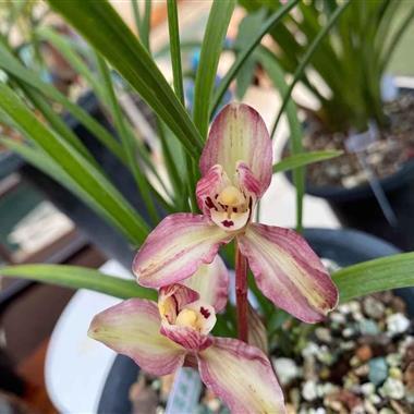 对老师的美好祝愿语句 对老师的祝福语简短