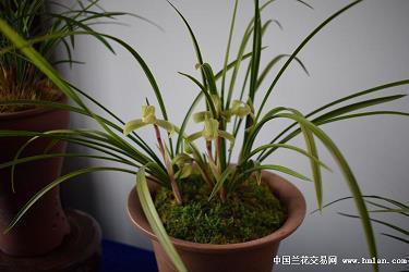 七夕情人节情话 七夕情人节快乐祝福语