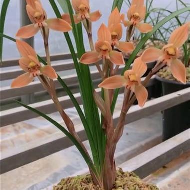 2021元宵节活动朋友圈说说句子78句