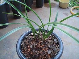 子女送给妈妈的母亲节祝福寄语精选73句