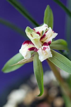 十月你好心情唯美语录(精选49句)