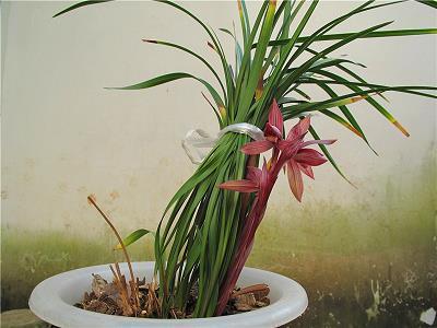 2021护士节祝福语大全简短