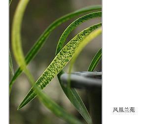 彼岸花唯美心碎句子