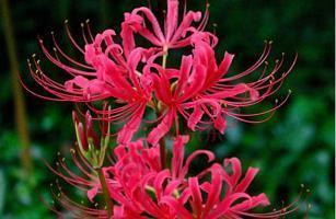 2021赞美友谊唯美句子(精选84句)