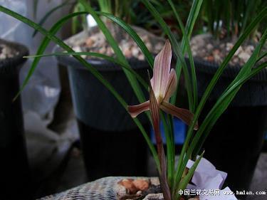 鼠年拜年微信祝福语 2021鼠年特色拜年祝福语