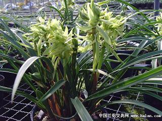 关于三伏天入伏的古诗词