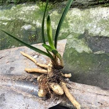 厌世的经典句子