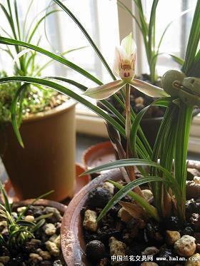 2021表达心情愉悦的文案句子说说(精选78句)