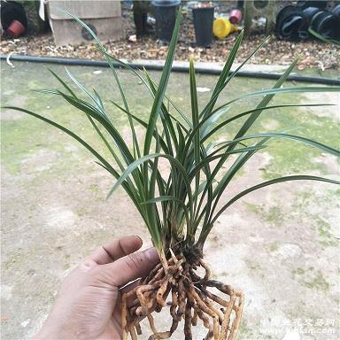 2021最动听的情话