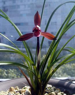 女人早安语录合集39句