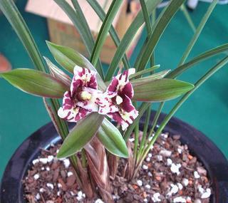 形容开心玩耍的句子