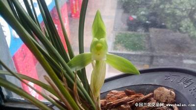 穿越火线的英文名，精选122个汇总121句