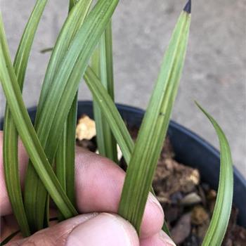 乐嘉经典语录大全