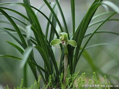 形容农村房子的句子(精选33句)