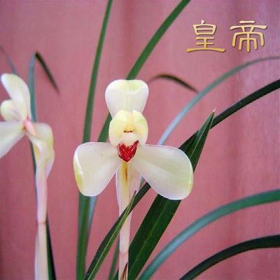 下雪的有意境的短句子 描写雪景的唯美句子(精选44句)