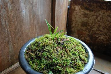 2021清明节微信文案忧伤句子82句