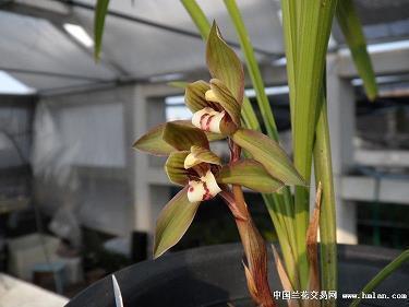 【精华】英文的句子唯美爱情推荐129句