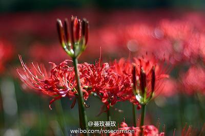 【精华】关于爱情温柔短句 文案干净又治愈温柔句子汇编91句