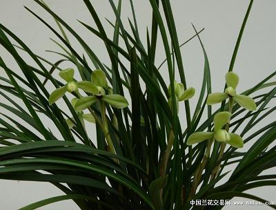 微信拍一拍设置文字(精选64句)