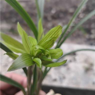 对兄弟失望至极的句子