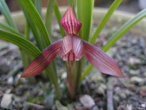 2021喜迎元旦祝福句子