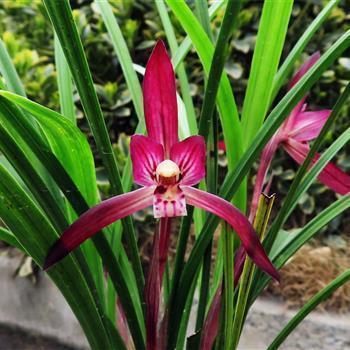 夏天的说说唯美句子