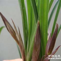 2022妇女节祝福语简短优美(精选79句)